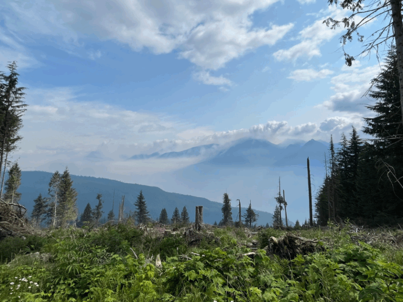 view of the mountains through a cut block in kaslo, bc