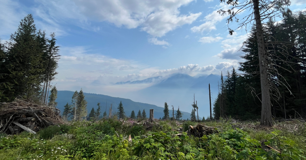view of the mountains through a cut block in kaslo, bc